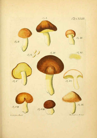 Reproducción/Reproduction 6257442048: Fungorum qui in Bavaria et Palatinatu circa Ratisbonam nascuntur icones, nativis coloribus expressae. v.1-2. Erlangae,Apud J.J. Palmium,1800