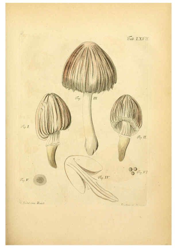 Reproducción/Reproduction 6257428094: Fungorum qui in Bavaria et Palatinatu circa Ratisbonam nascuntur icones, nativis coloribus expressae. v.1-2. Erlangae,Apud J.J. Palmium,1800