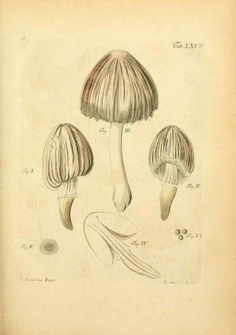 Reproducción/Reproduction 6257428094: Fungorum qui in Bavaria et Palatinatu circa Ratisbonam nascuntur icones, nativis coloribus expressae. v.1-2. Erlangae,Apud J.J. Palmium,1800