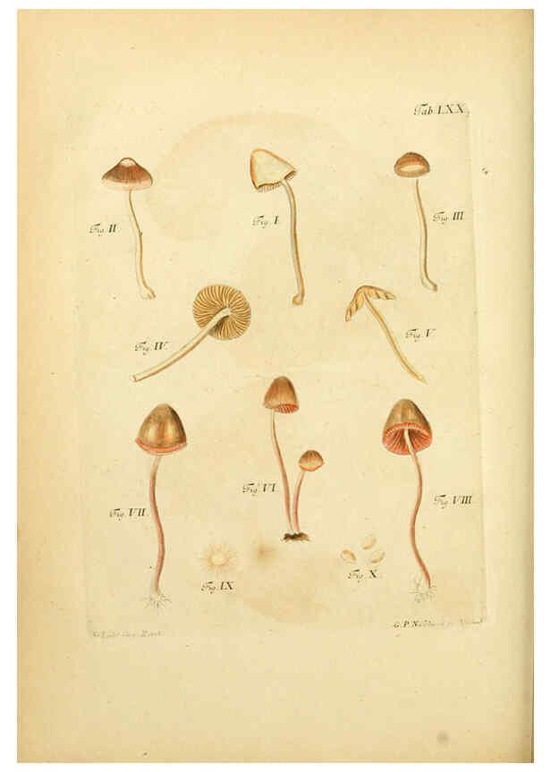 Reproducción/Reproduction 6256898471: Fungorum qui in Bavaria et Palatinatu circa Ratisbonam nascuntur icones, nativis coloribus expressae. v.1-2. Erlangae,Apud J.J. Palmium,1800