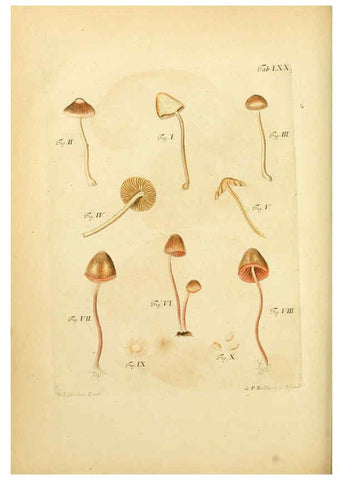 Reproducción/Reproduction 6256898471: Fungorum qui in Bavaria et Palatinatu circa Ratisbonam nascuntur icones, nativis coloribus expressae. v.1-2. Erlangae,Apud J.J. Palmium,1800
