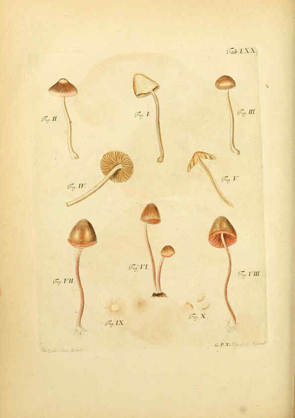 Reproducción/Reproduction 6256898471: Fungorum qui in Bavaria et Palatinatu circa Ratisbonam nascuntur icones, nativis coloribus expressae. v.1-2. Erlangae,Apud J.J. Palmium,1800