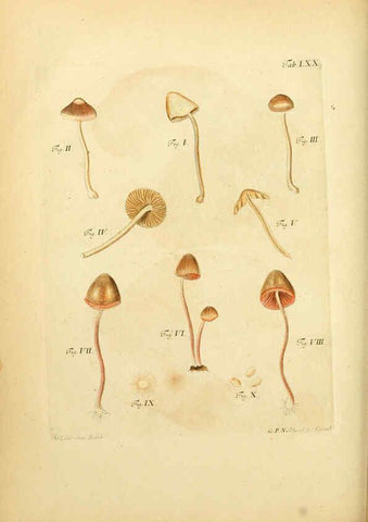 Reproducción/Reproduction 6256898471: Fungorum qui in Bavaria et Palatinatu circa Ratisbonam nascuntur icones, nativis coloribus expressae. v.1-2. Erlangae,Apud J.J. Palmium,1800