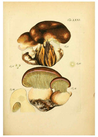 Reproducción/Reproduction 6257428708: Fungorum qui in Bavaria et Palatinatu circa Ratisbonam nascuntur icones, nativis coloribus expressae. v.1-2. Erlangae,Apud J.J. Palmium,1800