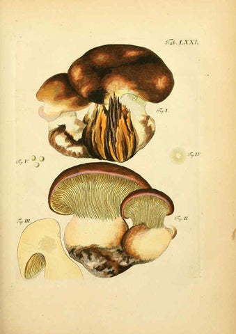 Reproducción/Reproduction 6257428708: Fungorum qui in Bavaria et Palatinatu circa Ratisbonam nascuntur icones, nativis coloribus expressae. v.1-2. Erlangae,Apud J.J. Palmium,1800