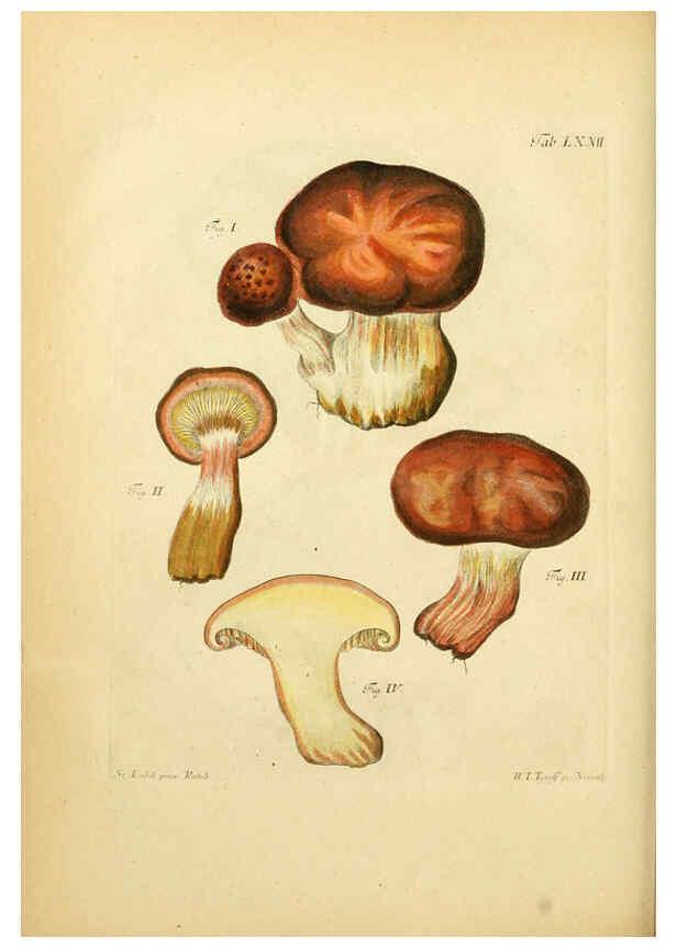 Reproducción/Reproduction 6257428944: Fungorum qui in Bavaria et Palatinatu circa Ratisbonam nascuntur icones, nativis coloribus expressae. v.1-2. Erlangae,Apud J.J. Palmium,1800
