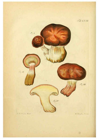 Reproducción/Reproduction 6257428944: Fungorum qui in Bavaria et Palatinatu circa Ratisbonam nascuntur icones, nativis coloribus expressae. v.1-2. Erlangae,Apud J.J. Palmium,1800