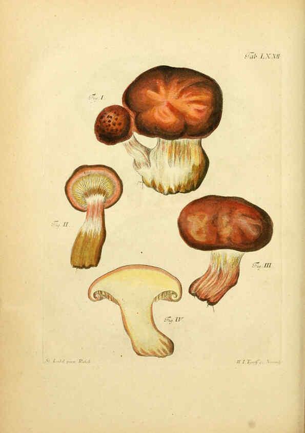 Reproducción/Reproduction 6257428944: Fungorum qui in Bavaria et Palatinatu circa Ratisbonam nascuntur icones, nativis coloribus expressae. v.1-2. Erlangae,Apud J.J. Palmium,1800