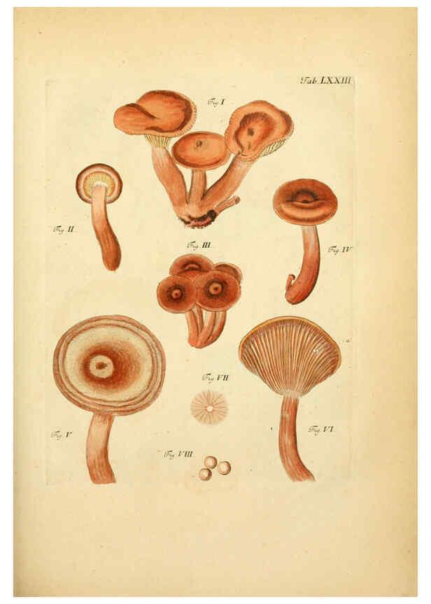 Reproducción/Reproduction 6256899463: Fungorum qui in Bavaria et Palatinatu circa Ratisbonam nascuntur icones, nativis coloribus expressae. v.1-2. Erlangae,Apud J.J. Palmium,1800