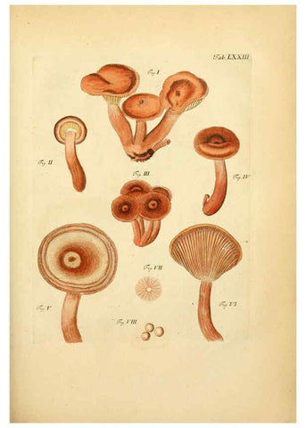 Reproducción/Reproduction 6256899463: Fungorum qui in Bavaria et Palatinatu circa Ratisbonam nascuntur icones, nativis coloribus expressae. v.1-2. Erlangae,Apud J.J. Palmium,1800