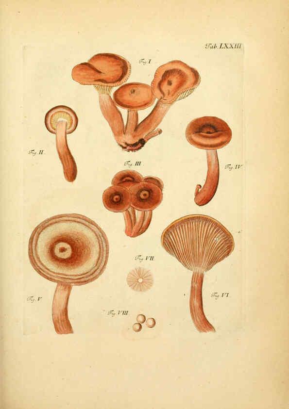 Reproducción/Reproduction 6256899463: Fungorum qui in Bavaria et Palatinatu circa Ratisbonam nascuntur icones, nativis coloribus expressae. v.1-2. Erlangae,Apud J.J. Palmium,1800