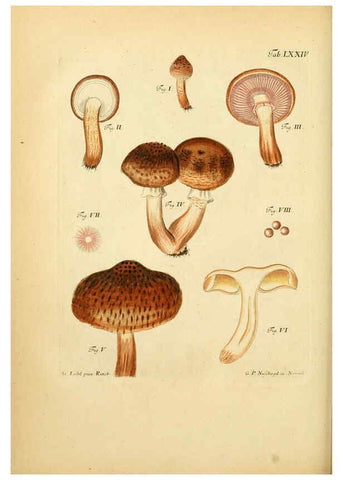 Reproducción/Reproduction 6256899683: Fungorum qui in Bavaria et Palatinatu circa Ratisbonam nascuntur icones, nativis coloribus expressae. v.1-2. Erlangae,Apud J.J. Palmium,1800