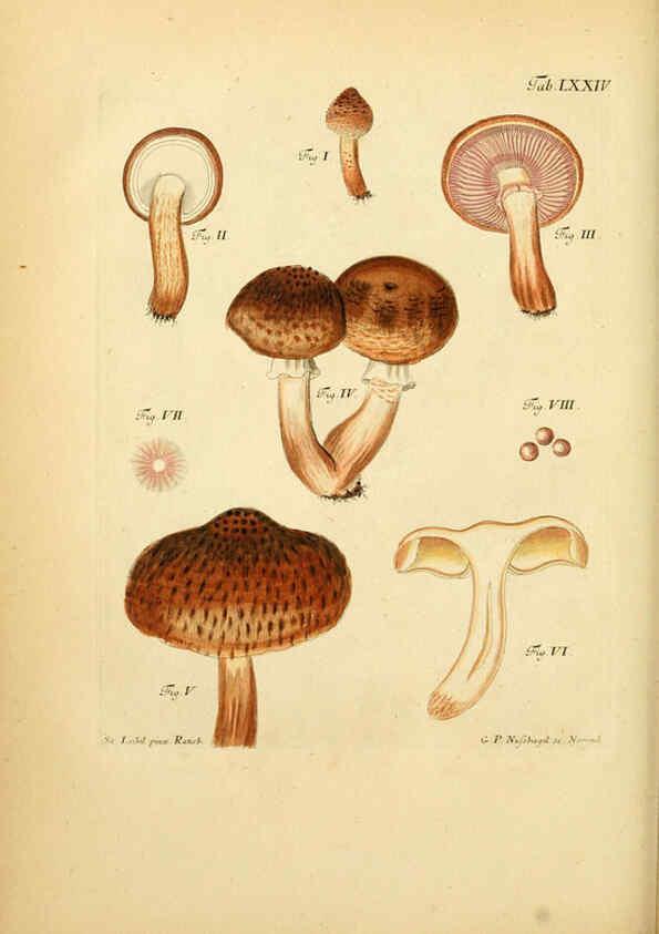 Reproducción/Reproduction 6256899683: Fungorum qui in Bavaria et Palatinatu circa Ratisbonam nascuntur icones, nativis coloribus expressae. v.1-2. Erlangae,Apud J.J. Palmium,1800
