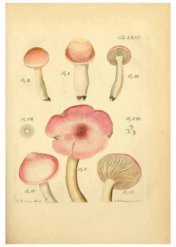 Reproducción/Reproduction 6256899979: Fungorum qui in Bavaria et Palatinatu circa Ratisbonam nascuntur icones, nativis coloribus expressae. v.1-2. Erlangae,Apud J.J. Palmium,1800