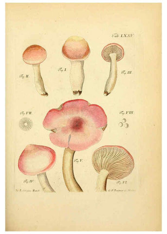Reproducción/Reproduction 6256899979: Fungorum qui in Bavaria et Palatinatu circa Ratisbonam nascuntur icones, nativis coloribus expressae. v.1-2. Erlangae,Apud J.J. Palmium,1800