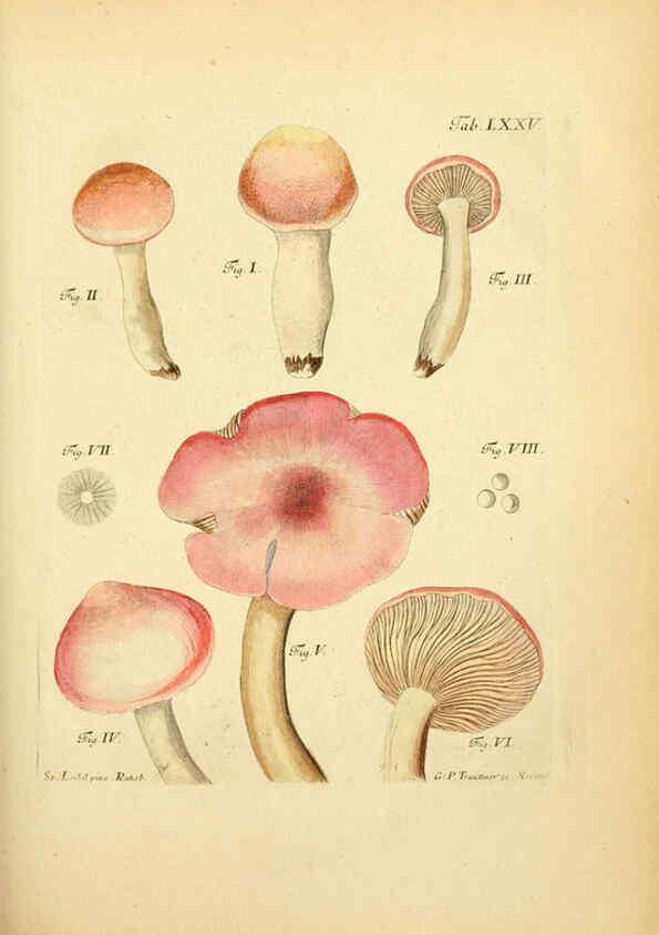 Reproducción/Reproduction 6256899979: Fungorum qui in Bavaria et Palatinatu circa Ratisbonam nascuntur icones, nativis coloribus expressae. v.1-2. Erlangae,Apud J.J. Palmium,1800