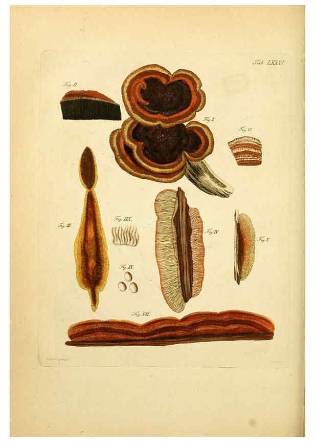 Reproducción/Reproduction 6256900221: Fungorum qui in Bavaria et Palatinatu circa Ratisbonam nascuntur icones, nativis coloribus expressae. v.1-2. Erlangae,Apud J.J. Palmium,1800