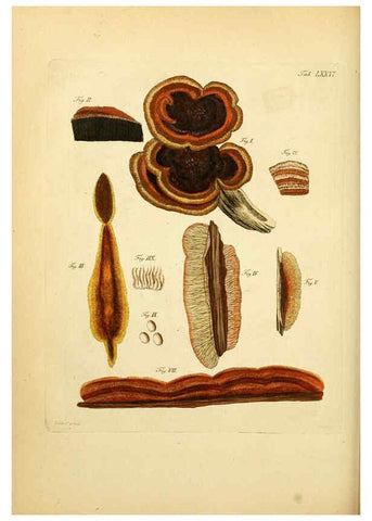 Reproducción/Reproduction 6256900221: Fungorum qui in Bavaria et Palatinatu circa Ratisbonam nascuntur icones, nativis coloribus expressae. v.1-2. Erlangae,Apud J.J. Palmium,1800