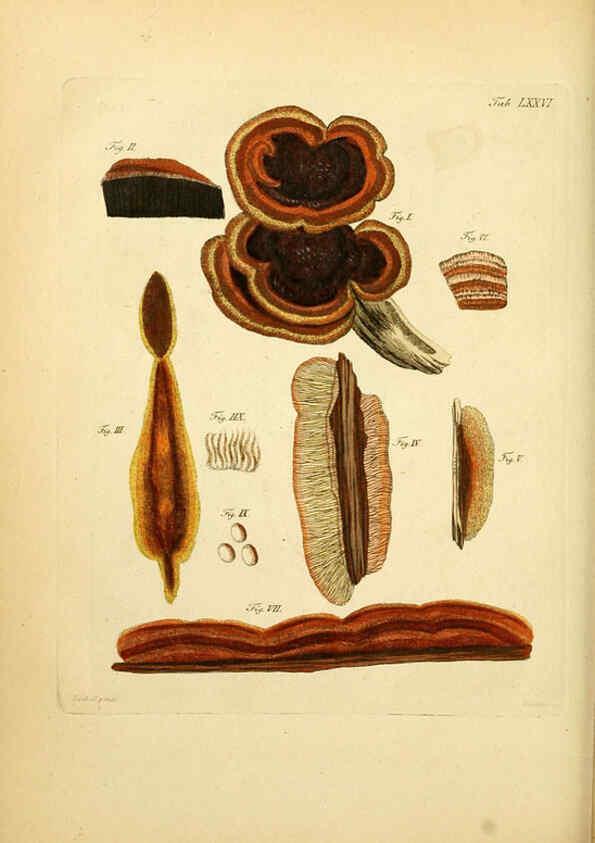 Reproducción/Reproduction 6256900221: Fungorum qui in Bavaria et Palatinatu circa Ratisbonam nascuntur icones, nativis coloribus expressae. v.1-2. Erlangae,Apud J.J. Palmium,1800