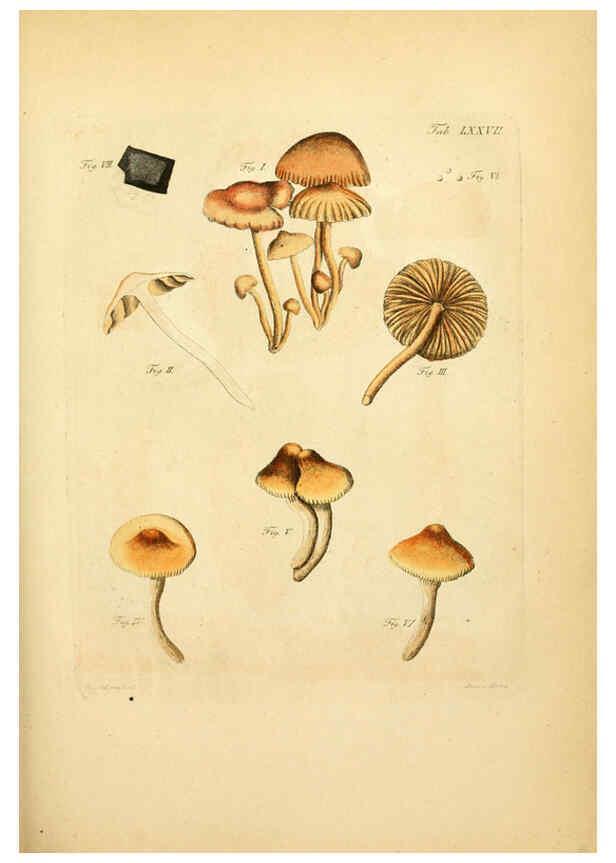 Reproducción/Reproduction 6256900471: Fungorum qui in Bavaria et Palatinatu circa Ratisbonam nascuntur icones, nativis coloribus expressae. v.1-2. Erlangae,Apud J.J. Palmium,1800