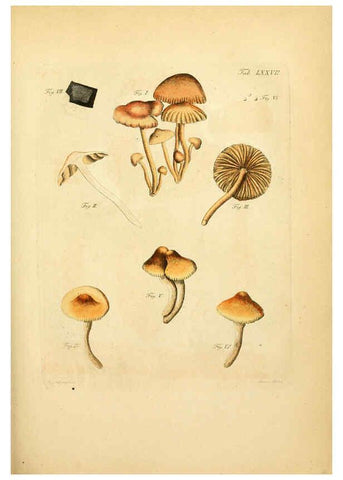 Reproducción/Reproduction 6256900471: Fungorum qui in Bavaria et Palatinatu circa Ratisbonam nascuntur icones, nativis coloribus expressae. v.1-2. Erlangae,Apud J.J. Palmium,1800
