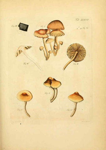 Reproducción/Reproduction 6256900471: Fungorum qui in Bavaria et Palatinatu circa Ratisbonam nascuntur icones, nativis coloribus expressae. v.1-2. Erlangae,Apud J.J. Palmium,1800