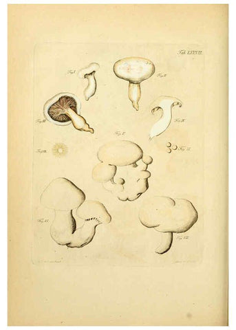 Reproducción/Reproduction 6257430526: Fungorum qui in Bavaria et Palatinatu circa Ratisbonam nascuntur icones, nativis coloribus expressae. v.1-2. Erlangae,Apud J.J. Palmium,1800