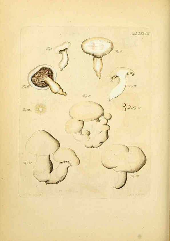 Reproducción/Reproduction 6257430526: Fungorum qui in Bavaria et Palatinatu circa Ratisbonam nascuntur icones, nativis coloribus expressae. v.1-2. Erlangae,Apud J.J. Palmium,1800