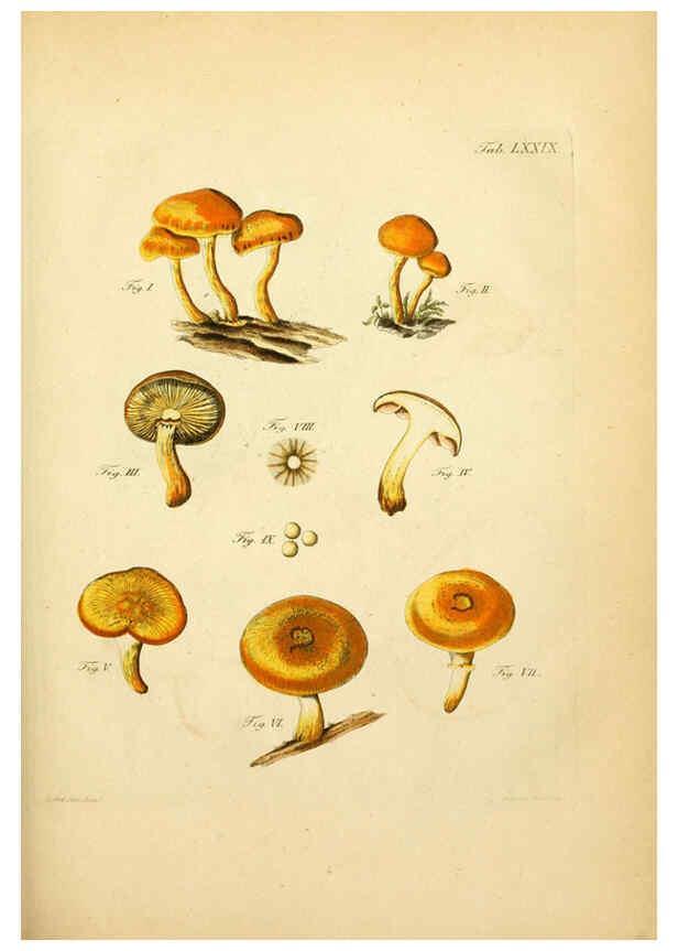 Reproducción/Reproduction 6256901001: Fungorum qui in Bavaria et Palatinatu circa Ratisbonam nascuntur icones, nativis coloribus expressae. v.1-2. Erlangae,Apud J.J. Palmium,1800