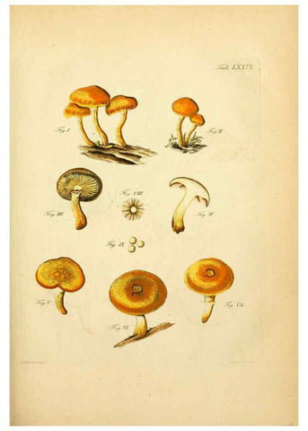 Reproducción/Reproduction 6256901001: Fungorum qui in Bavaria et Palatinatu circa Ratisbonam nascuntur icones, nativis coloribus expressae. v.1-2. Erlangae,Apud J.J. Palmium,1800