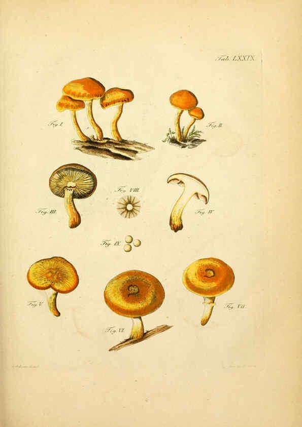 Reproducción/Reproduction 6256901001: Fungorum qui in Bavaria et Palatinatu circa Ratisbonam nascuntur icones, nativis coloribus expressae. v.1-2. Erlangae,Apud J.J. Palmium,1800