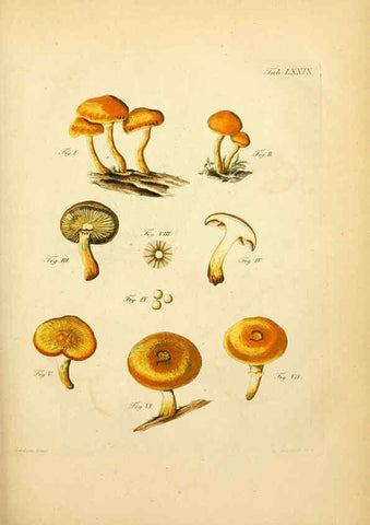 Reproducción/Reproduction 6256901001: Fungorum qui in Bavaria et Palatinatu circa Ratisbonam nascuntur icones, nativis coloribus expressae. v.1-2. Erlangae,Apud J.J. Palmium,1800