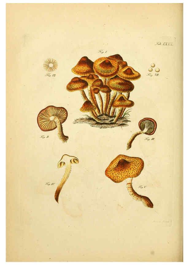 Reproducción/Reproduction 6257430946: Fungorum qui in Bavaria et Palatinatu circa Ratisbonam nascuntur icones, nativis coloribus expressae. v.1-2. Erlangae,Apud J.J. Palmium,1800