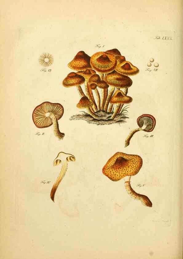 Reproducción/Reproduction 6257430946: Fungorum qui in Bavaria et Palatinatu circa Ratisbonam nascuntur icones, nativis coloribus expressae. v.1-2. Erlangae,Apud J.J. Palmium,1800