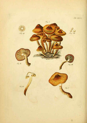 Reproducción/Reproduction 6257430946: Fungorum qui in Bavaria et Palatinatu circa Ratisbonam nascuntur icones, nativis coloribus expressae. v.1-2. Erlangae,Apud J.J. Palmium,1800