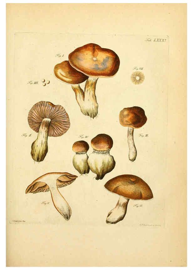 Reproducción/Reproduction 6256901387: Fungorum qui in Bavaria et Palatinatu circa Ratisbonam nascuntur icones, nativis coloribus expressae. v.1-2. Erlangae,Apud J.J. Palmium,1800