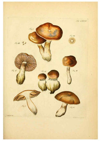 Reproducción/Reproduction 6256901387: Fungorum qui in Bavaria et Palatinatu circa Ratisbonam nascuntur icones, nativis coloribus expressae. v.1-2. Erlangae,Apud J.J. Palmium,1800