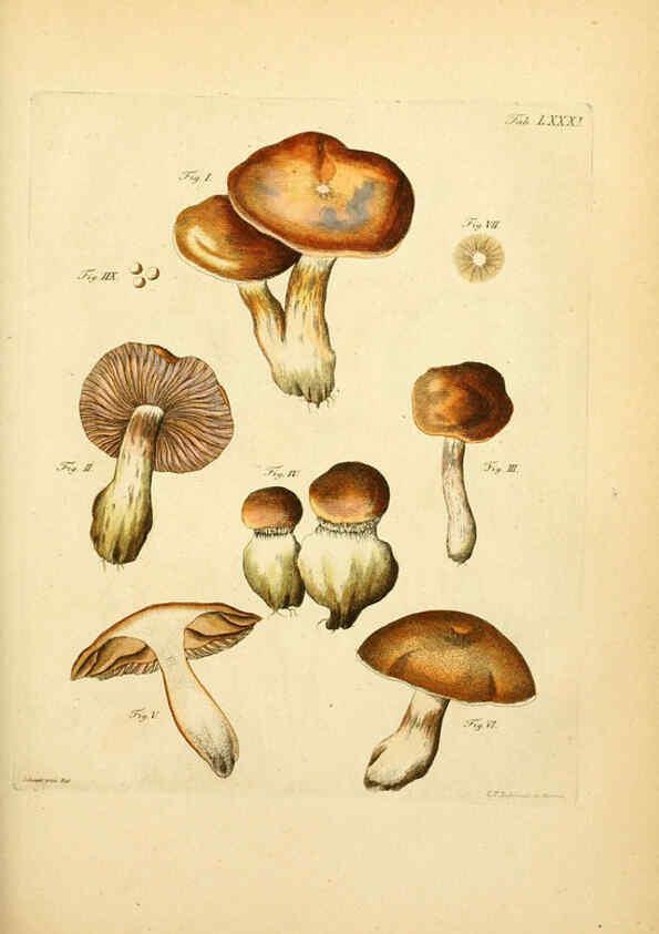 Reproducción/Reproduction 6256901387: Fungorum qui in Bavaria et Palatinatu circa Ratisbonam nascuntur icones, nativis coloribus expressae. v.1-2. Erlangae,Apud J.J. Palmium,1800