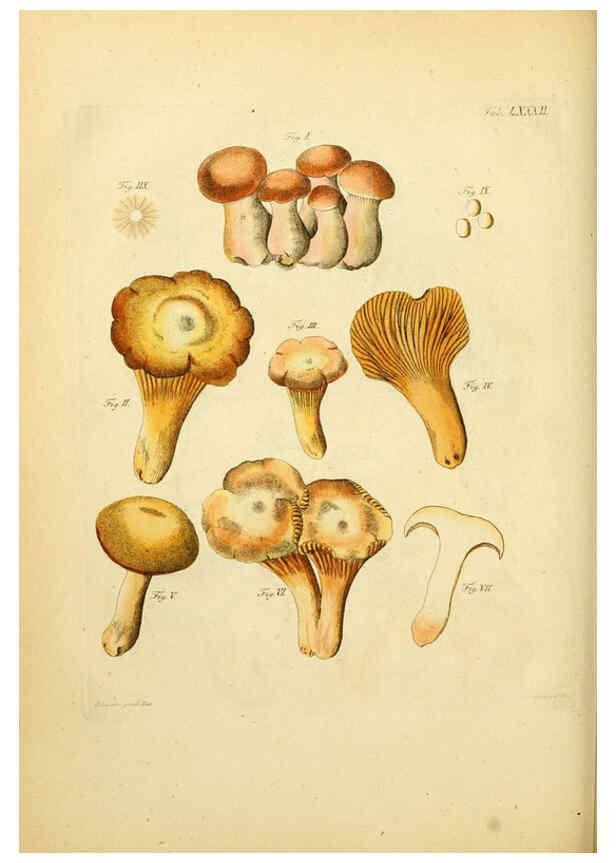 Reproducción/Reproduction 6256901599: Fungorum qui in Bavaria et Palatinatu circa Ratisbonam nascuntur icones, nativis coloribus expressae. v.1-2. Erlangae,Apud J.J. Palmium,1800