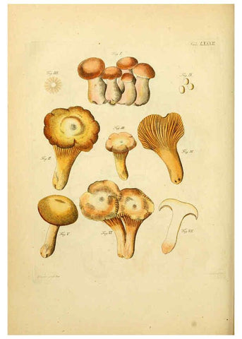Reproducción/Reproduction 6256901599: Fungorum qui in Bavaria et Palatinatu circa Ratisbonam nascuntur icones, nativis coloribus expressae. v.1-2. Erlangae,Apud J.J. Palmium,1800