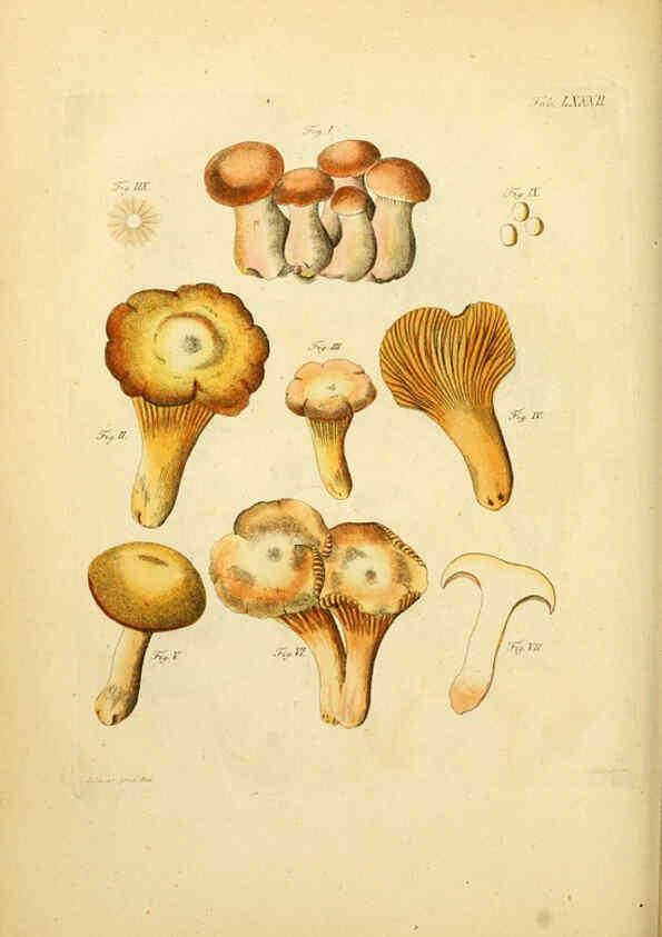Reproducción/Reproduction 6256901599: Fungorum qui in Bavaria et Palatinatu circa Ratisbonam nascuntur icones, nativis coloribus expressae. v.1-2. Erlangae,Apud J.J. Palmium,1800