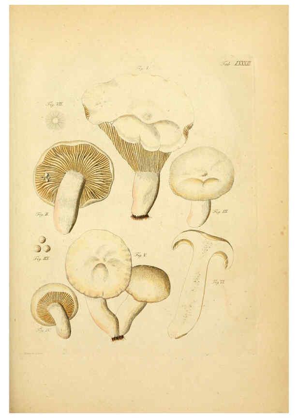 Reproducción/Reproduction 6257431726: Fungorum qui in Bavaria et Palatinatu circa Ratisbonam nascuntur icones, nativis coloribus expressae. v.1-2. Erlangae,Apud J.J. Palmium,1800