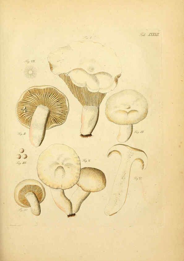 Reproducción/Reproduction 6257431726: Fungorum qui in Bavaria et Palatinatu circa Ratisbonam nascuntur icones, nativis coloribus expressae. v.1-2. Erlangae,Apud J.J. Palmium,1800
