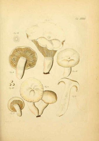 Reproducción/Reproduction 6257431726: Fungorum qui in Bavaria et Palatinatu circa Ratisbonam nascuntur icones, nativis coloribus expressae. v.1-2. Erlangae,Apud J.J. Palmium,1800