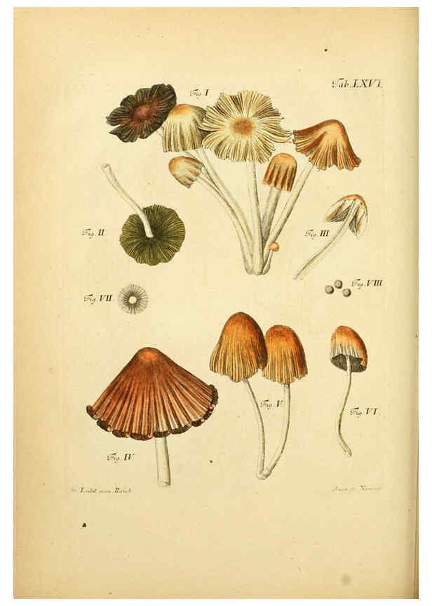 Reproducción/Reproduction 6256898149: Fungorum qui in Bavaria et Palatinatu circa Ratisbonam nascuntur icones, nativis coloribus expressae. v.1-2. Erlangae,Apud J.J. Palmium,1800