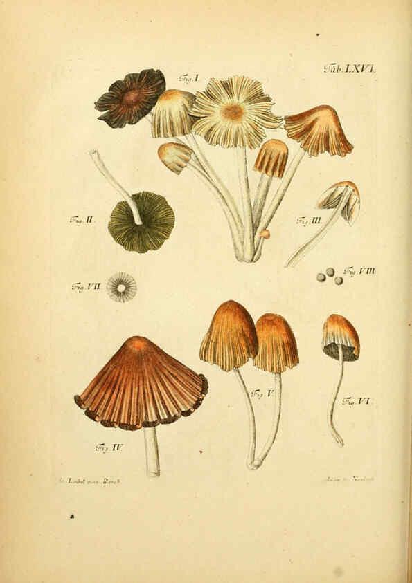 Reproducción/Reproduction 6256898149: Fungorum qui in Bavaria et Palatinatu circa Ratisbonam nascuntur icones, nativis coloribus expressae. v.1-2. Erlangae,Apud J.J. Palmium,1800
