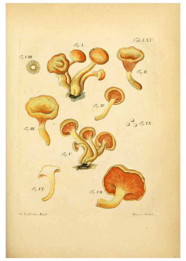 Reproducción/Reproduction 6257427682: Fungorum qui in Bavaria et Palatinatu circa Ratisbonam nascuntur icones, nativis coloribus expressae. v.1-2. Erlangae,Apud J.J. Palmium,1800
