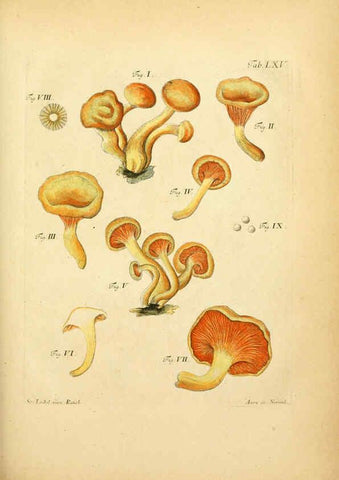 Reproducción/Reproduction 6257427682: Fungorum qui in Bavaria et Palatinatu circa Ratisbonam nascuntur icones, nativis coloribus expressae. v.1-2. Erlangae,Apud J.J. Palmium,1800