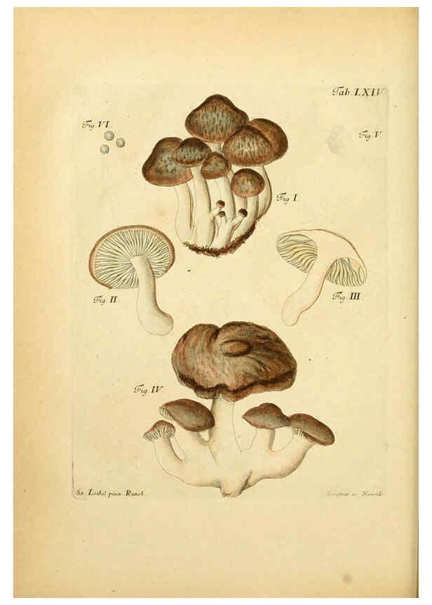 Reproducción/Reproduction 6256897681: Fungorum qui in Bavaria et Palatinatu circa Ratisbonam nascuntur icones, nativis coloribus expressae. v.1-2. Erlangae,Apud J.J. Palmium,1800