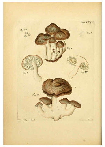 Reproducción/Reproduction 6256897681: Fungorum qui in Bavaria et Palatinatu circa Ratisbonam nascuntur icones, nativis coloribus expressae. v.1-2. Erlangae,Apud J.J. Palmium,1800